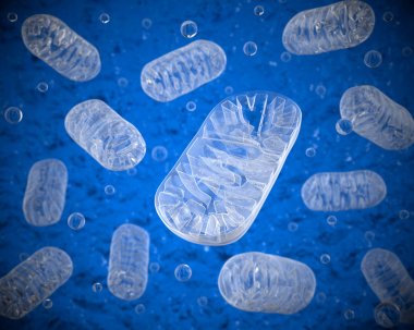Mitochondria in the intracellular environment