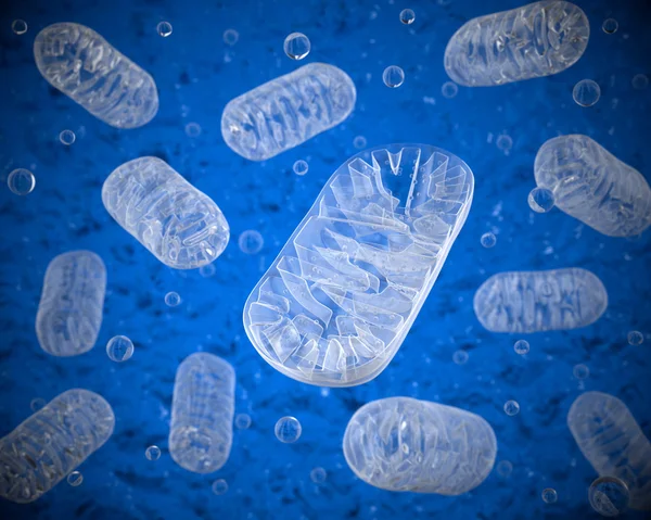 Mitochondria in the intracellular environment Royalty Free Stock Photos