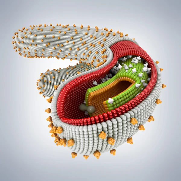 Estructura interna del ébola — Foto de Stock