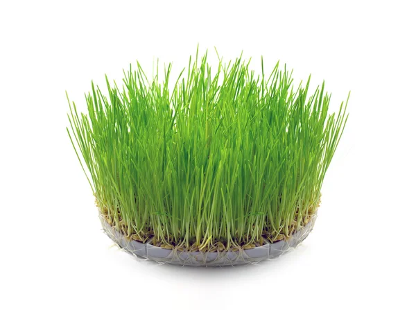 Sprouted wheat grain in the form of grass — Stock Photo, Image