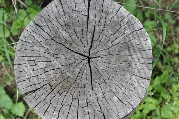 Old tree cross-sectional age rings — Stock Photo, Image