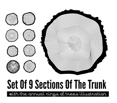 Cross section of the trunk clipart