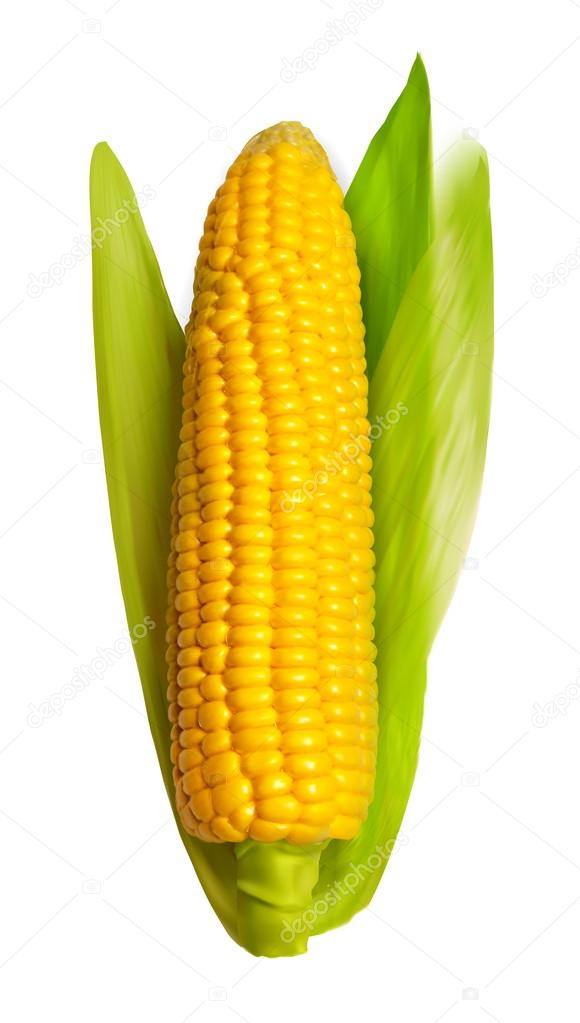 Corn ear isolated on white