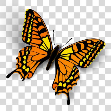 Realistic butterfly on transparent background clipart