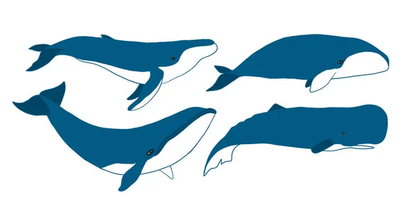 Wild Whale Set, schets voor uw ontwerp — Stockvector