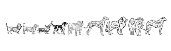 Köpekler koleksiyon üretir. Tasarımınız için klasik biçim çizimi — Stok Vektör