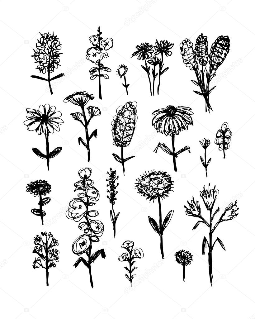 Collection of wildflowers, sketch fro your design