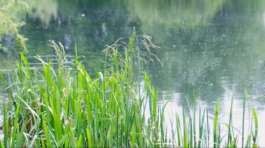 Sazlık ve kabartmak