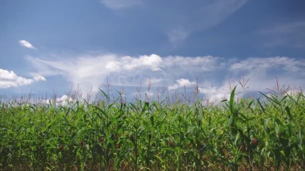 Campo de maíz — Vídeo de stock