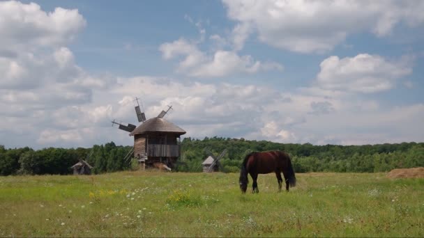 Лошадь — стоковое видео