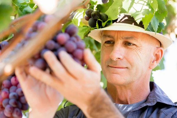 Homme debout dans la vigne — Photo