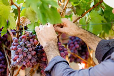 Kırmızı üzüm bağ holding eller