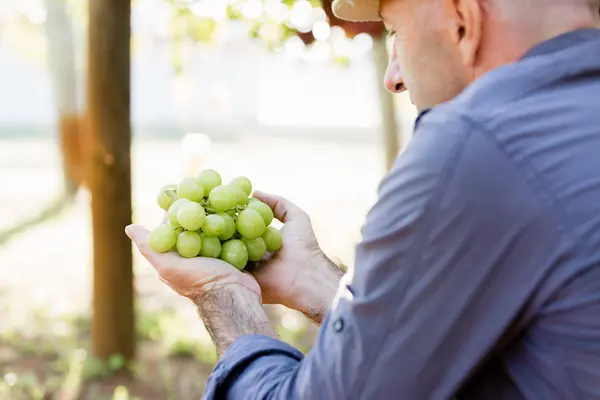 Человек держит виноград в винограднике — стоковое фото