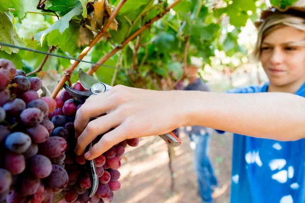 Garçon dans le vignoble — Photo