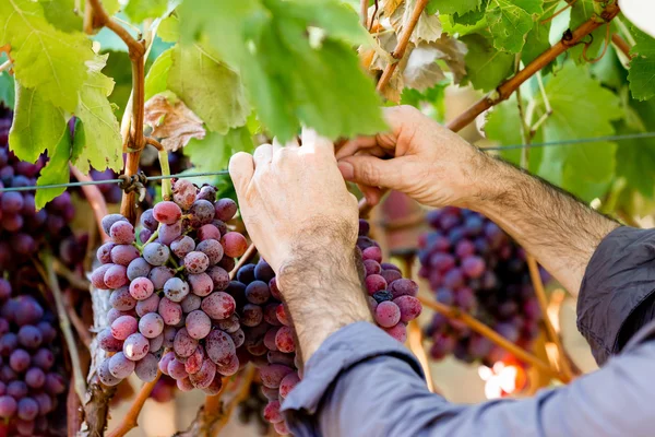 Руки с красным виноградом в винограднике — стоковое фото