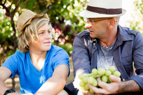 Батько і син у винограднику — стокове фото