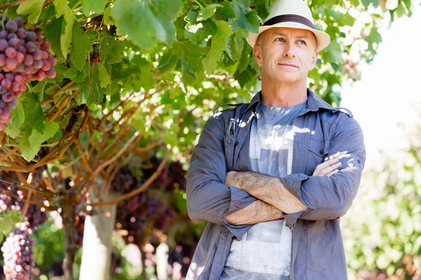 Homme debout dans la vigne — Photo