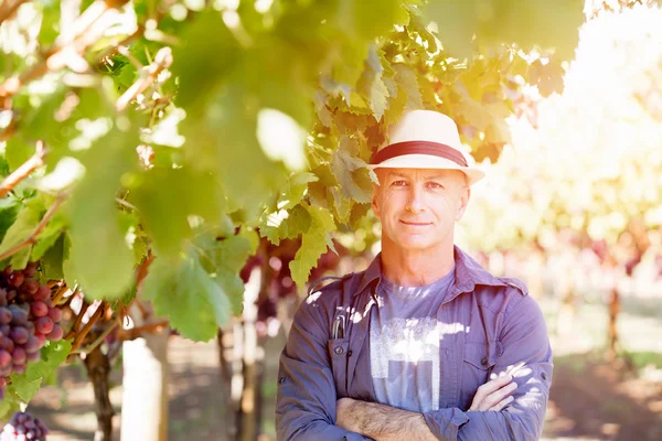 Homme debout dans la vigne — Photo