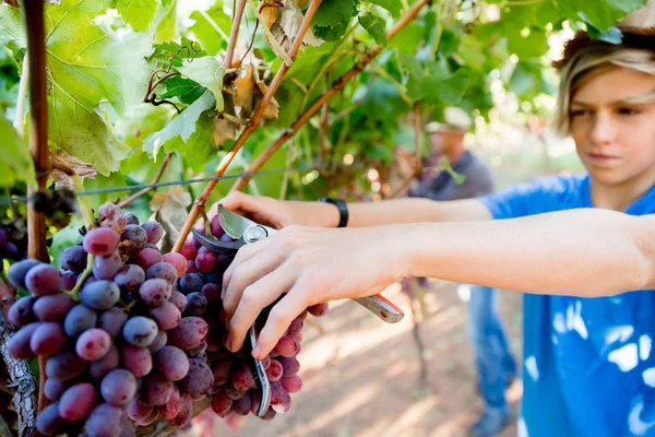 Garçon dans le vignoble — Photo