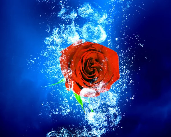 Rose in water — Stock Photo, Image