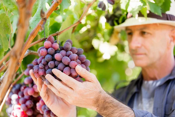 Homem em pé na vinha — Fotografia de Stock