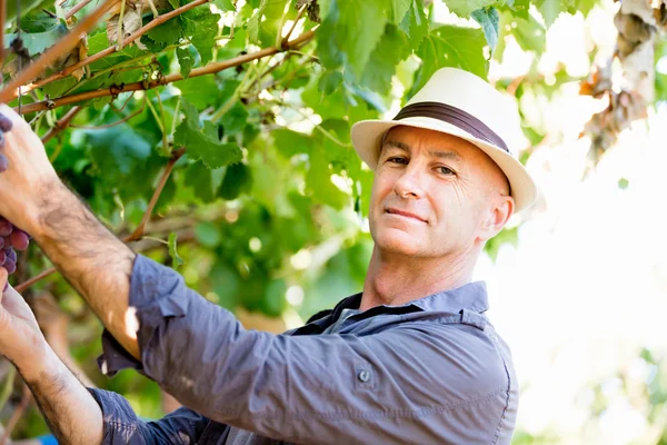 Homme dans la vigne — Photo