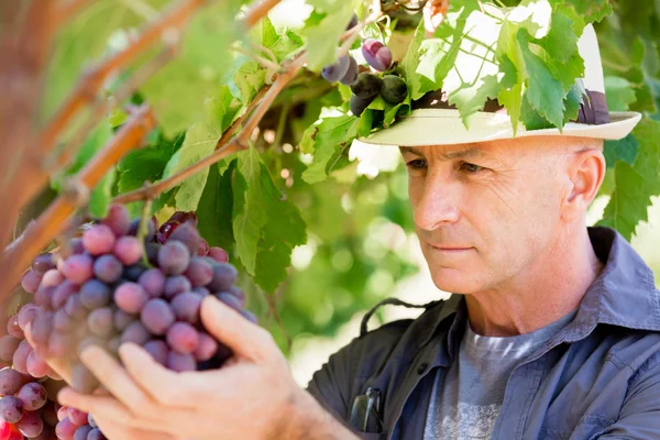 Man standing in vineyard — Stock Photo, Image