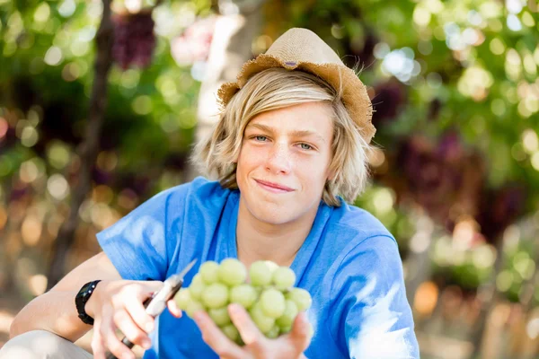 Garçon dans le vignoble — Photo