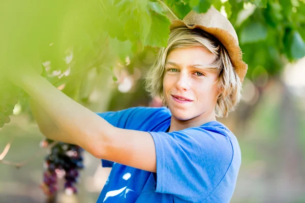Pojken i vingården — Stockfoto