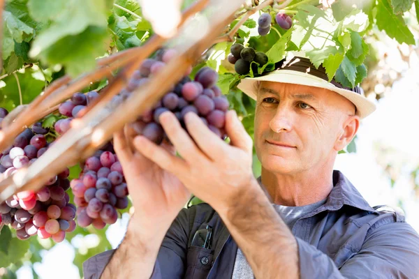 Homme debout dans la vigne — Photo