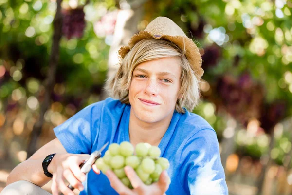 Garçon dans le vignoble — Photo