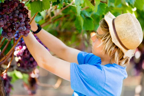 Junge im Weinberg — Stockfoto