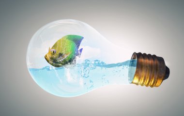 Egzotik balık ampul