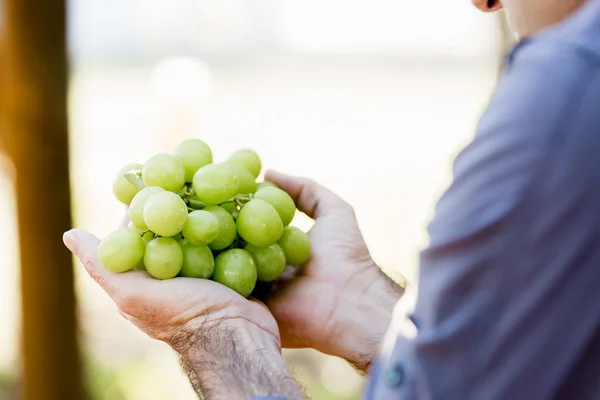 Homem segurando uvas na vinha — Fotografia de Stock