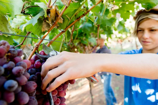 Мальчик в винограднике — стоковое фото