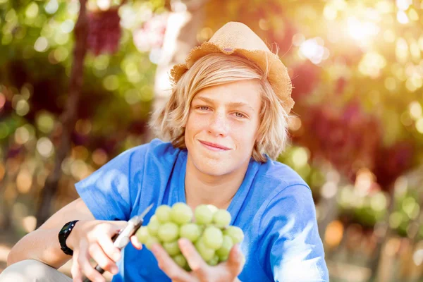 Garçon dans le vignoble — Photo