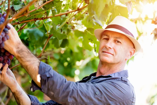 Uomo in vigna — Foto Stock