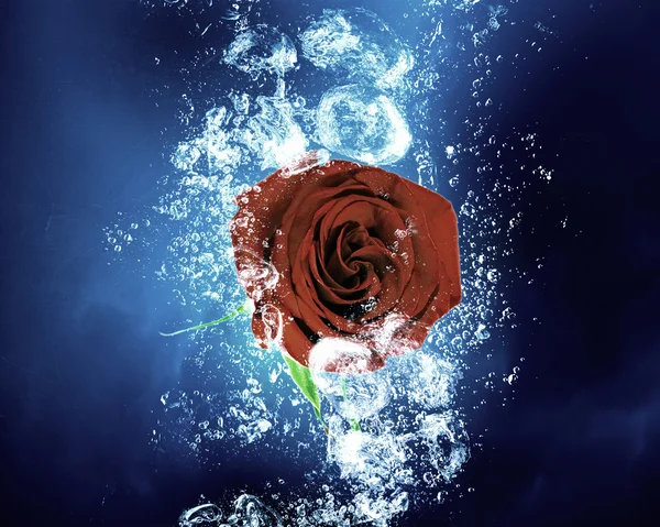 Rose in water — Stock Photo, Image