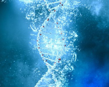 DNA molekülü içinde su