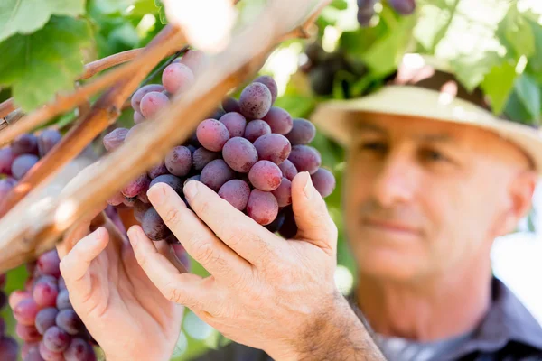 Homme debout dans la vigne — Photo