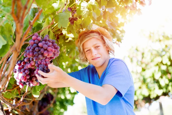 Ragazzo in vigna — Foto Stock