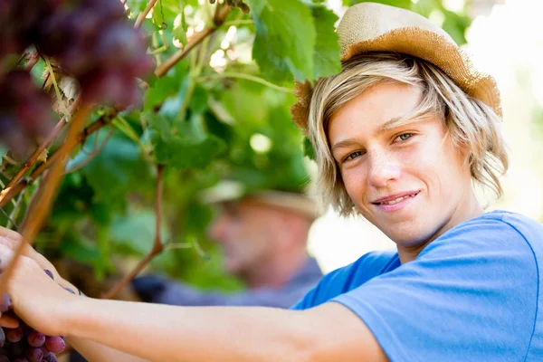 Ragazzo in vigna — Foto Stock