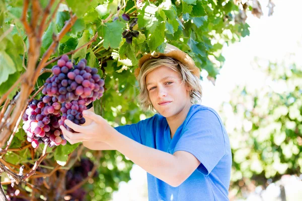 Boy v vinice — Stock fotografie