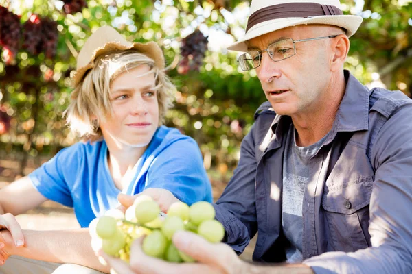 Père et fils dans la vigne — Photo