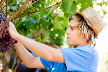 Üzüm bağı çocuk