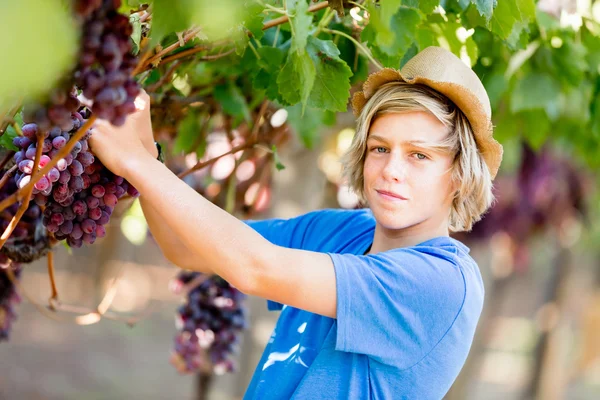 Garçon dans le vignoble — Photo