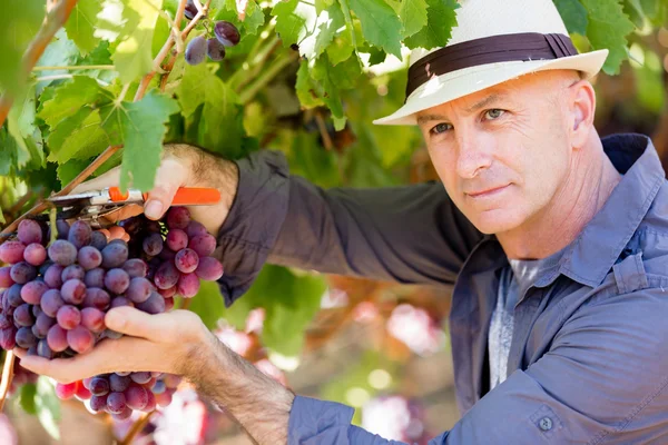 Человек, стоящий в винограднике — стоковое фото