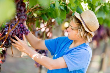 Üzüm bağı çocuk