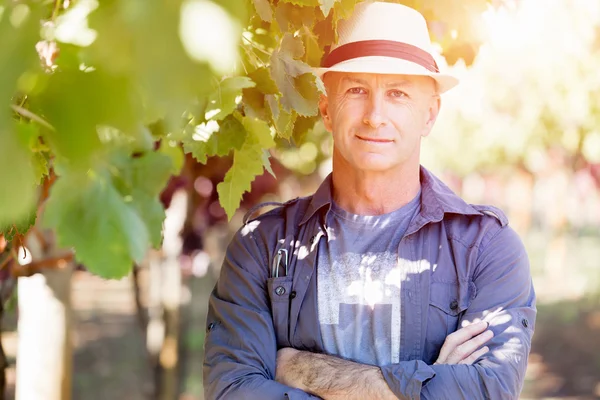 Homme debout dans la vigne — Photo