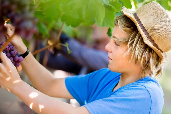 Junge im Weinberg — Stockfoto